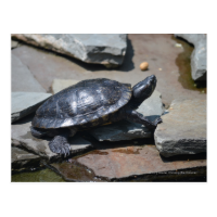 turtle on the rocks post cards