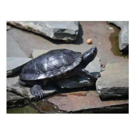 turtle on the rocks post cards