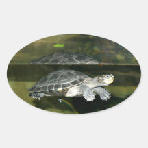 Turtle Oval Stickers