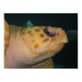 Turtle Photo