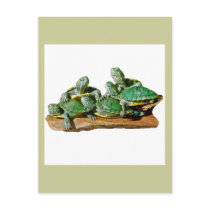 Turtle Picture postcards