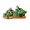 Turtle Picture t-shirts