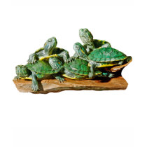 Turtle Picture t-shirts by kphotos Turtle Picture t-shirts