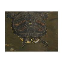 Turtle Pond postcards