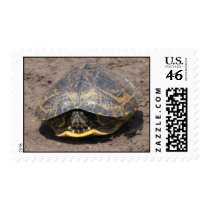 Turtle postage