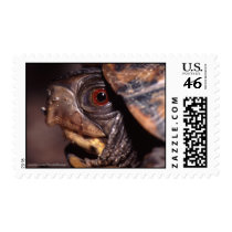 Turtle postage