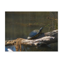 Turtle Postcard