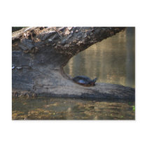 Turtle Postcard