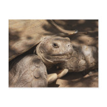 Turtle Postcard