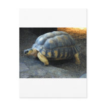 turtle postcards by kathiscc turtle postcards