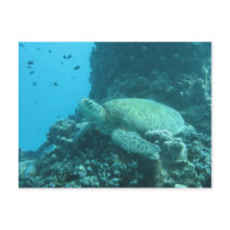 Turtle Postcards