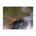 Turtle Postcard by greatphotos Turtle Postcard