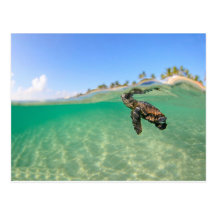 Turtle Postcards