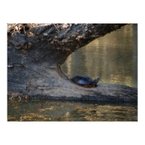 Turtle posters