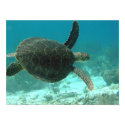 Turtle posters by pdlambert Turtle posters