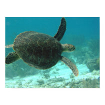 Turtle posters
