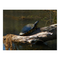 Turtle posters