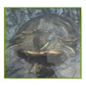 TURTLE  POSTER posters