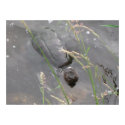 Turtle posters