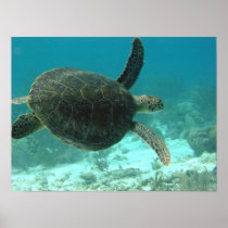 Turtle Poster