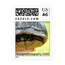 turtle, reaganphotography 2008 postage