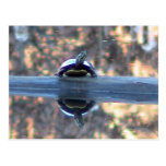 Turtle Reflected in Pond Postcard