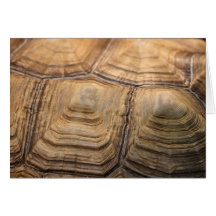 Turtle Shell Greeting Card