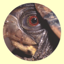turtle stickers