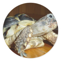 Turtle stickers by lifesphere Turtle stickers
