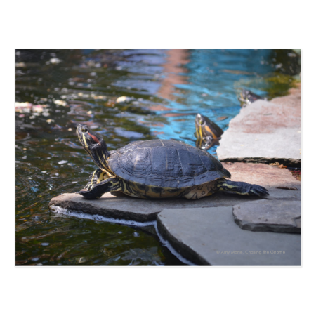 turtle sunning himelf post cards