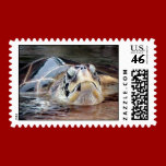 Turtle Times-Stamps
