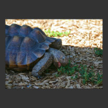 "Turtle Treat" posters
