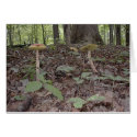 Turtle with Mushrooms cards