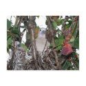 Turtledove postcards by heysje Turtledove postcards