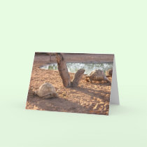 Turtles 3 cards