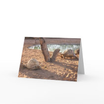 Turtles 3 cards by CrisIsaac Turtles 3 cards