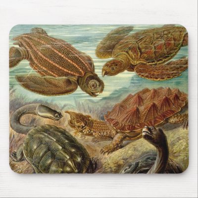 illustration from ernst haeckel#39;s kunstformen der natur of 1904depicting turtles and tortoises classified as chelonia 