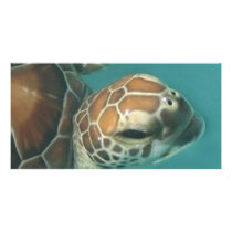 Turtles Galore photo cards by aandjdesigns Turtles Galore photo cards