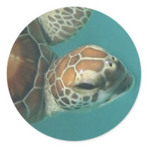 Turtles Galore stickers by aandjdesigns Turtles Galore stickers