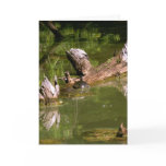 Turtles -Greeting / note card