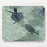Turtles