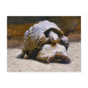 Turtles postcards