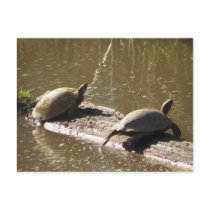 Turtles postcards