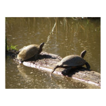 Turtles posters