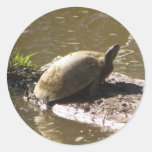 Turtles Sticker