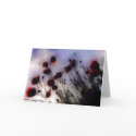 tuscan-poppies cards