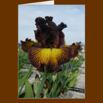 "TUSCAN SUMMER" BLANK IRIS GREETING CARD cards