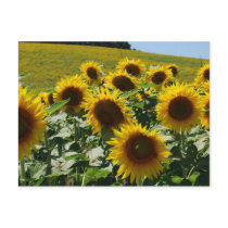 Tuscan_Sunflowers2 postcards
