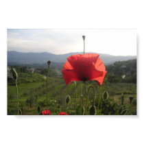 Tuscany Poppy posters by jcglitter Tuscany Poppy posters