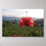 Tuscany Poppy posters